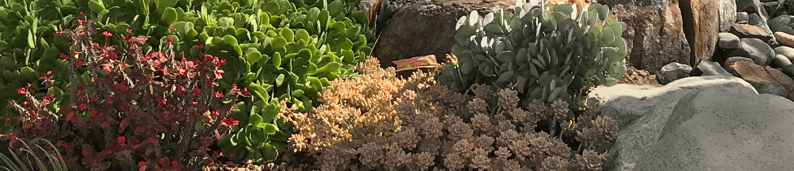 drought-tolerant landscape specialists